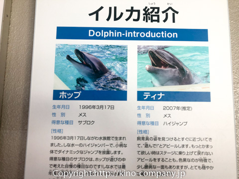 しながわ水族館は値段が安くて見どころ多い ショーは全部みるべし 生活大百科